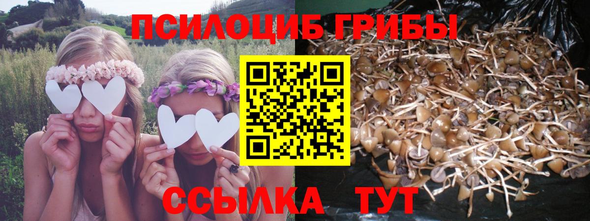 Псилоцибиновые грибы Cubensis Осинники